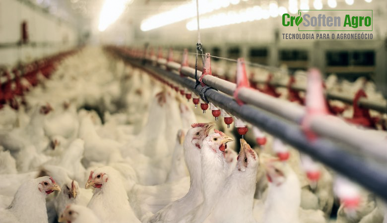 Com a tecnologia a favor na criação de aves, os avicultores automatizam os inúmeros processos dentro da granja.